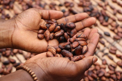 Farmer looking at the cocoa beans in her hands